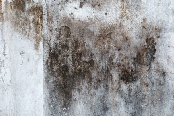 Best Indoor Air Quality Assessment  in Wright City, MO