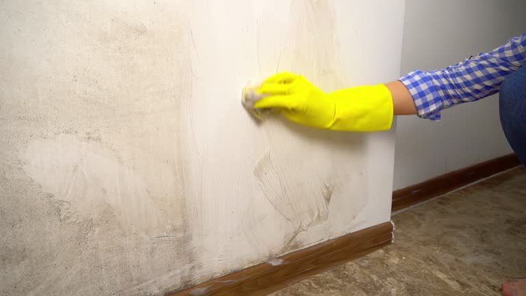Professional Mold Removal in Wright City, MO