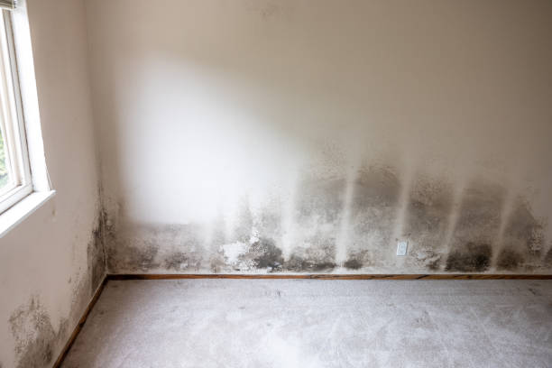 Best Mold Removal for HVAC Installations  in Wright City, MO