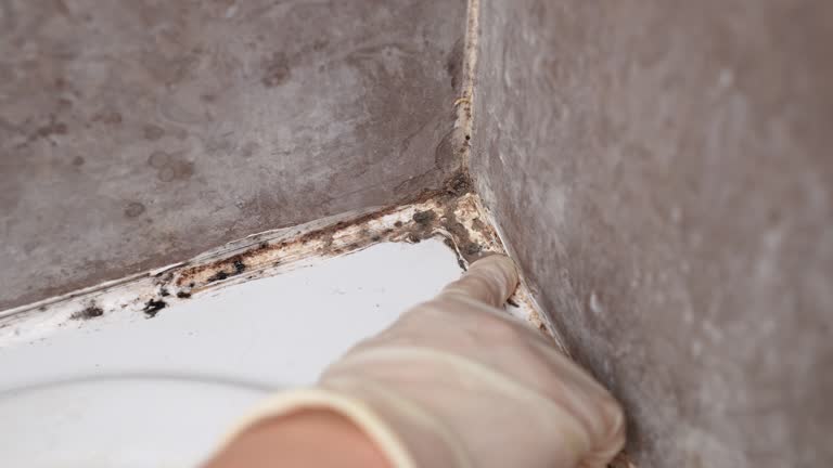 Best Mold Documentation for Insurance Claims  in Wright City, MO
