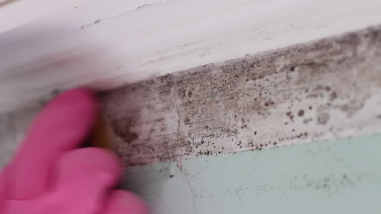 Best Mold Remediation for Vacation Homes  in Wright City, MO